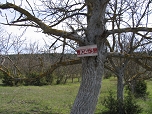 Ореховый сад к северу от г.Бешик-Тау. Марка 104 маршрута ''Чуфут-Кале - т/с Бешик-Тау''