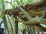 Выкрутасы природы: смертельные объятия держи-дерева