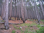 Влево от дороги сосновый лес со следами низового пожара