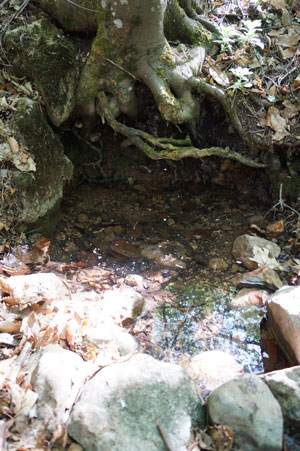 родник Кермен - основной выход воды под деревом