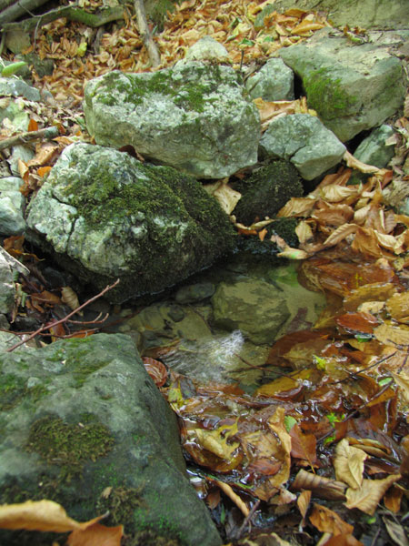 левый выход воды около зигзага тропы, под буками