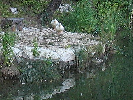 верхний пруд; над выходом головного родника теперь живут утки