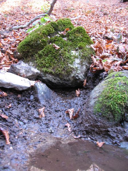 вода выбивается из-под небольшого камня. Вид после расчистки. Ноябрь 2008