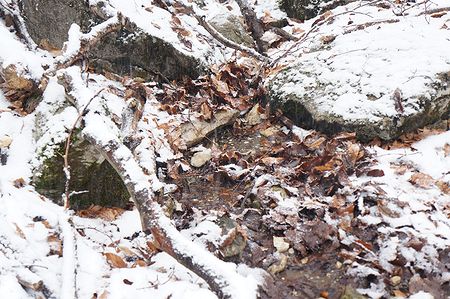вода, снег и листва вперемешку 22 февраля 2019 г.