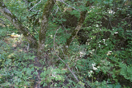 вид вниз вдоль ручья родника Малаперза-чокрак-2