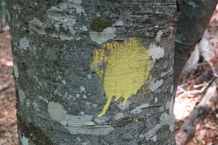 жёлтая марка на буке - маршрут вдоль Алмачука