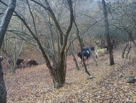 монастырские коровы на водопое у родника; ноябрь 2017 г.