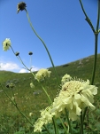 Цветы альпики: Скабиоза кавказская - Scabiosa caucasica