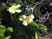 Primula acaulis