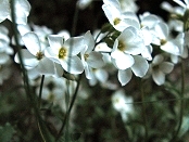 Arabis caucasica. Средняя Джурла. Рядом с водопадом