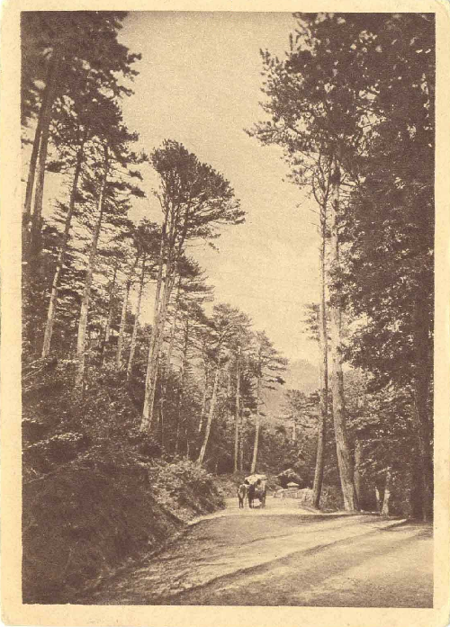 Крым. Дорога из Ялты на Ай-Петри. ИЗОГИЗ №361, 1931.